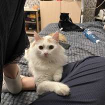 Отдам кота в добрые руки, в Кемерове