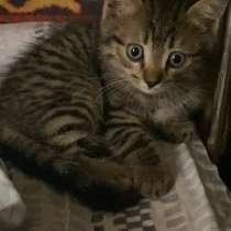 Котятки в добрые руки, в Барнауле