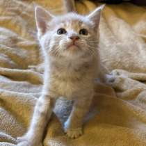 Котята от кошки Мейн-кун, в Нижнем Тагиле