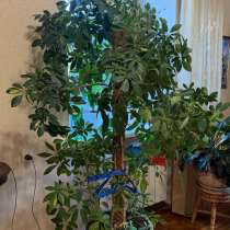 Шеффлера, в Тюмени