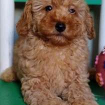 Мальтипу F 2, в г.Анкара