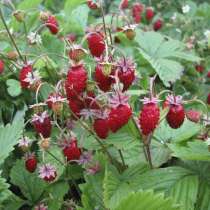 Продам рассаду земляники, цветов, в Екатеринбурге