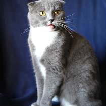 Шикарная, роскошная, породистая красавица-кошка, в Санкт-Петербурге
