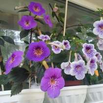 Ахименесы сортовые (ризомы), в Санкт-Петербурге