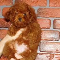 Той пудель. Rwd brown, в г.Вольфштайн