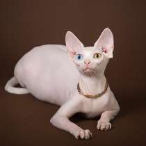 Котята Эльф, двэльф, бамбино, сфинкс в поиске любви…, в Москве