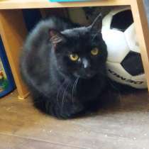 Воспитанный златоглазый котофей, в Санкт-Петербурге