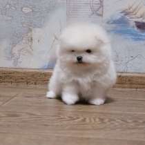 Щенки породы Шпиц, в Новосибирске