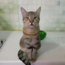 Наимилейший котик Матис ищет любящего хозяина!, в Москве