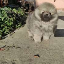 Померанский шпиц, в г.Валлерфанген