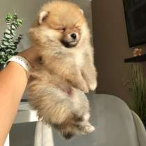 Малыш шпица, в г.Милан