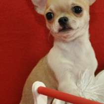 Чихуахуа, в г.Гамбург