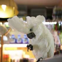 В добрые руки попугай Какаду, в г.Берлин