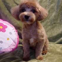 Maltipoo F - 1. Caramel boy, в г.Кошице