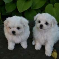 Мальтезе, в г.Kefferhausen