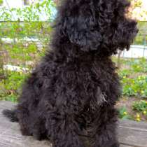 Той пудель, в г.Берлин