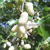 Питомник растений и крупномеров предлагает саженцы с закрыто, в Москве