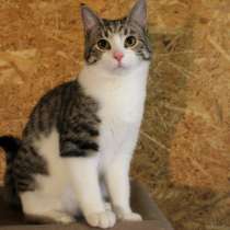 Умный кот, любитель кататься на плече, в Санкт-Петербурге