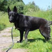 Черная овчарка - редкая красавица собака, в Санкт-Петербурге