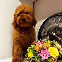 Toy POODLE/miniature, в г.Варшава
