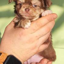 Малыш Чихуахуа, в Саратове