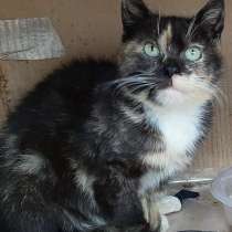 Молодая кошечка Люся ищет дои!, в Санкт-Петербурге