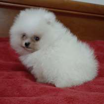 Померанский шпиц мини - мишка, в г.Wahlen