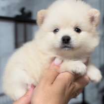 Померанский шпиц, в г.Ascheberg