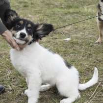 Щенок-бабочка от мелкой собачки, в Санкт-Петербурге