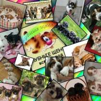 Приглашаем в клуб собаководства, в г.Сумы