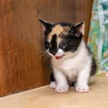 Котенок в добрые руки. Разноцветная малютка, в Калуге