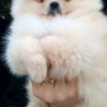 Померанский шпиц, в г.Aach