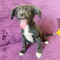 Красивый щенок с ушками-бабочками, в Санкт-Петербурге