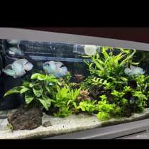 Аквариумные рыбки, в Чайковском