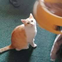 Красивый, мягонький и ручной котик, в Санкт-Петербурге