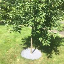 Круг приствольный, в г.Жабинка