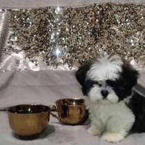 Ши - тцу, в г.Берлин