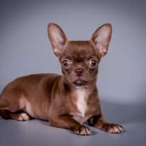 Чихуахуа. Chocolate, в г.Ensdorf