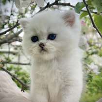 Британская шиншилла котята, в г.Beloslav