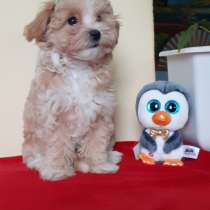 Мальтипу F - 1. Мини, в г.Herzberg