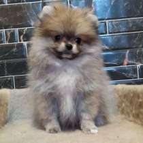 Pomeranian spitz. Mini boy, в г.Зебниц