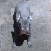Французский бульдог девочка в голубом окрасе, в г.Франкфурт-на-Майне
