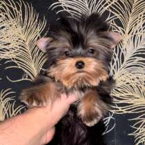 Yorkshire terrier. Micro girl, в г.Кёльн