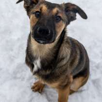 Баксик в поиске дома, в Москве