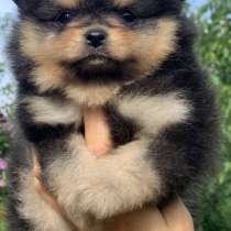 Померанский шпиц, в г.Гамбург