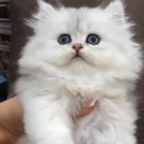 Шотландские котята!, в г.Берлин