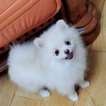 Pomeranian spitz. Micro mini girl, в г.Берлин