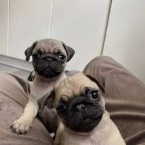 Мопс, в Челябинске