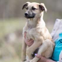 Ласковые щенята, в Санкт-Петербурге
