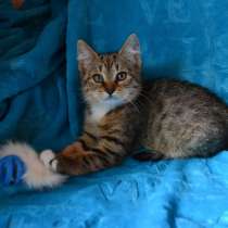 Маленькая охотница на игрушки, в Санкт-Петербурге